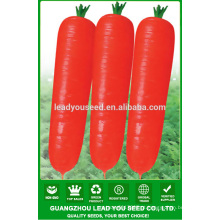 NCA01 Luobo plantador de cenoura preço de sementes de cenoura da China